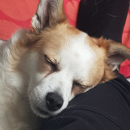 Luca