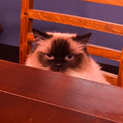 Pablo
